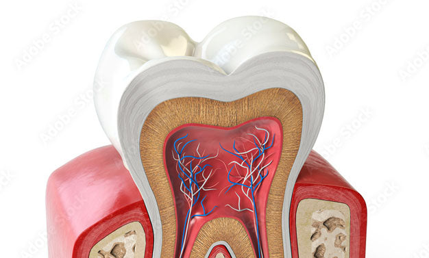 Anatomie des Dents : Un Regard en Profondeur